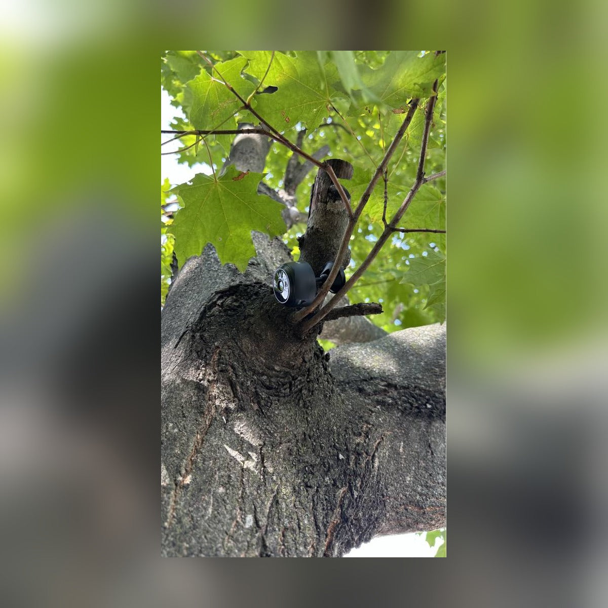Circle Mini Spy Camera mounted in the fork of a tree branch