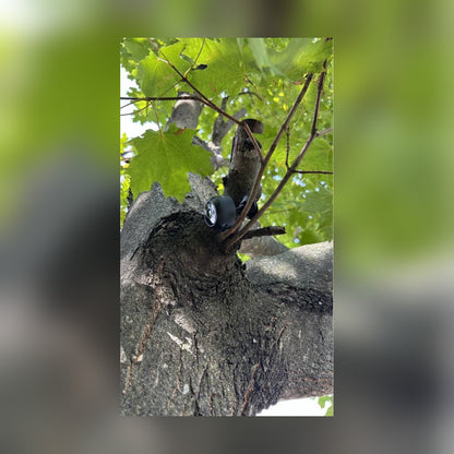 Circle Mini Spy Camera mounted in the fork of a tree branch