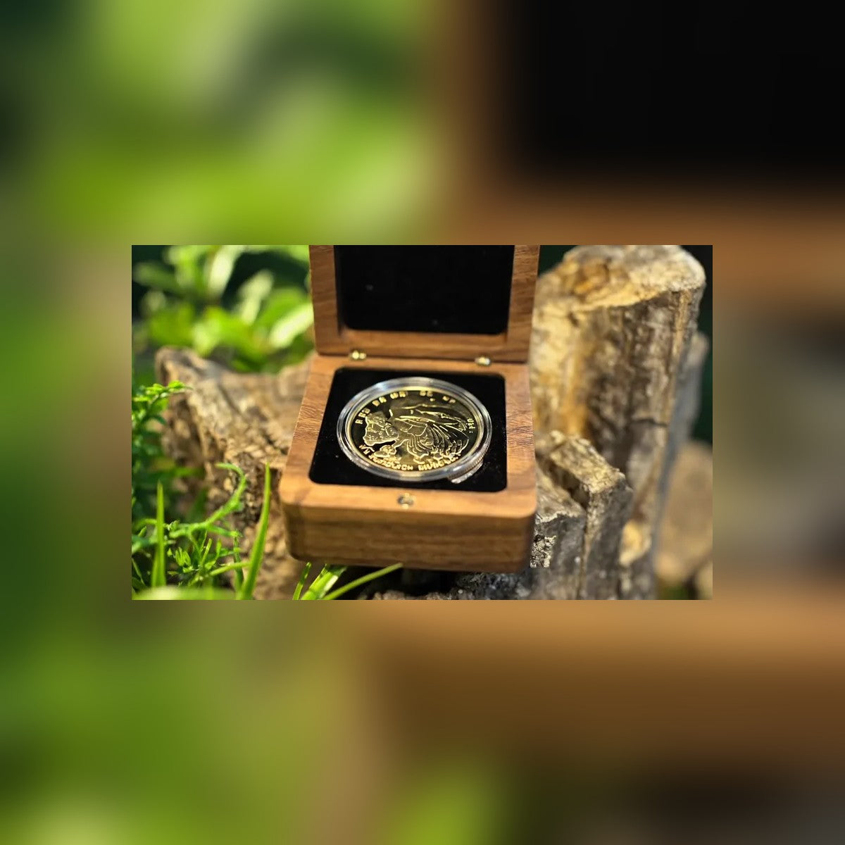 Wood Coin Case open on a tree stump with a coin in its capsule